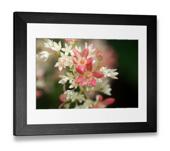 Framed Print : Christmas bush in the garden