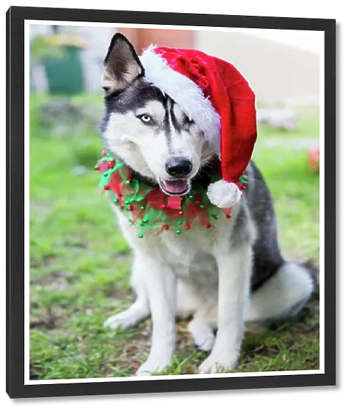 Siberian Husky dog in Christmas santa hat