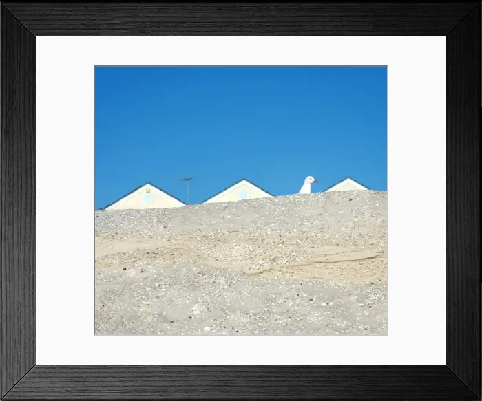 Framed Print : Seagull and sand dune Framed Print : Seagull and sand dune