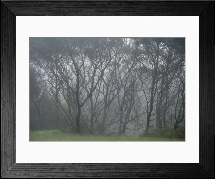 Framed Print : Trees in fog
