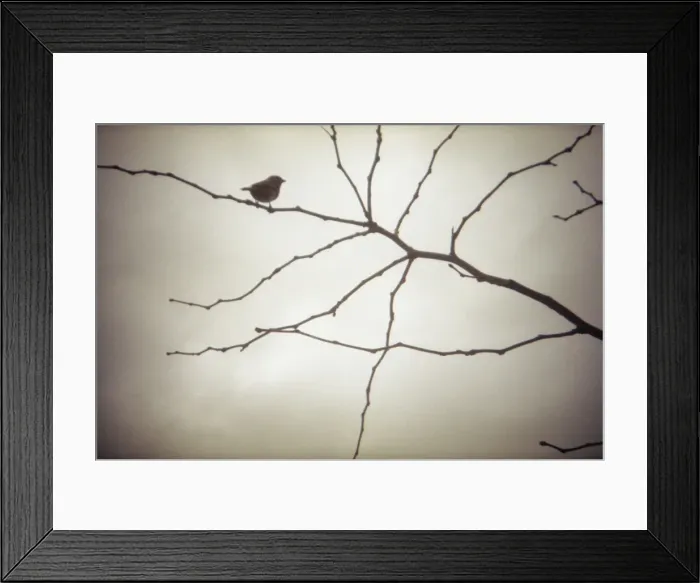 Framed Print : Sparrow in tree, film photography