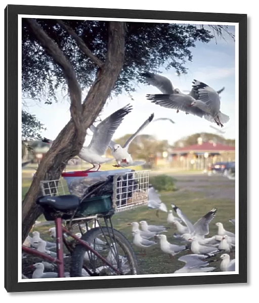 Seagulls around bicycle