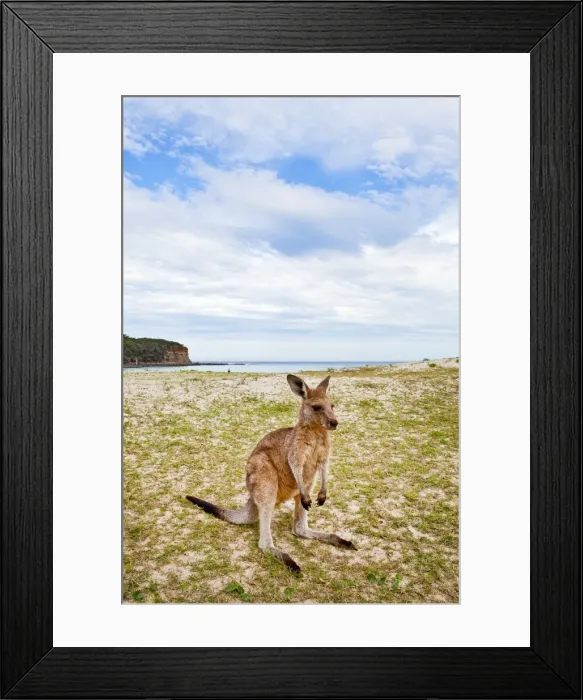 Framed Print : Kangaroo at the beach