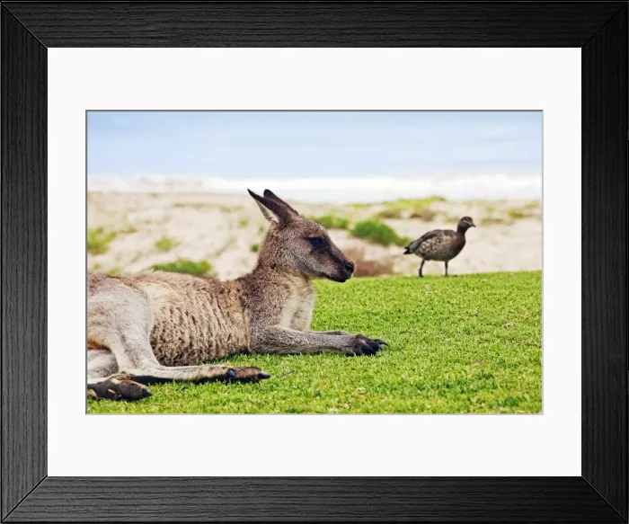 Framed Print : Kangaroo at the beach