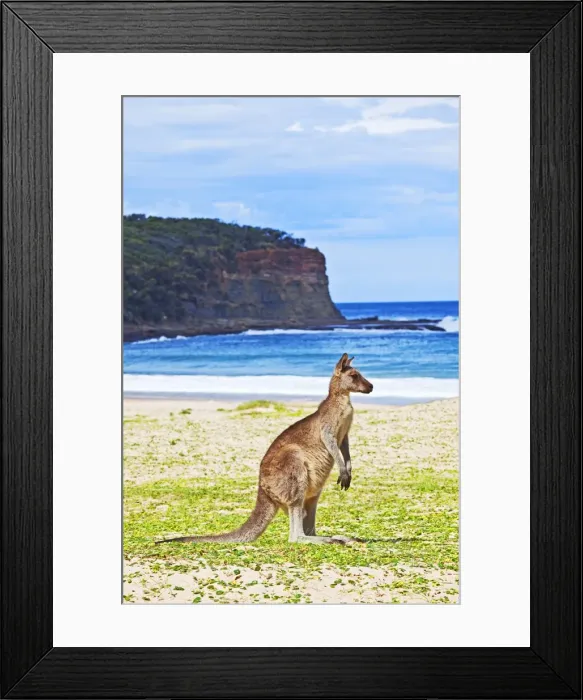 Framed Print : Kangaroo at the beach