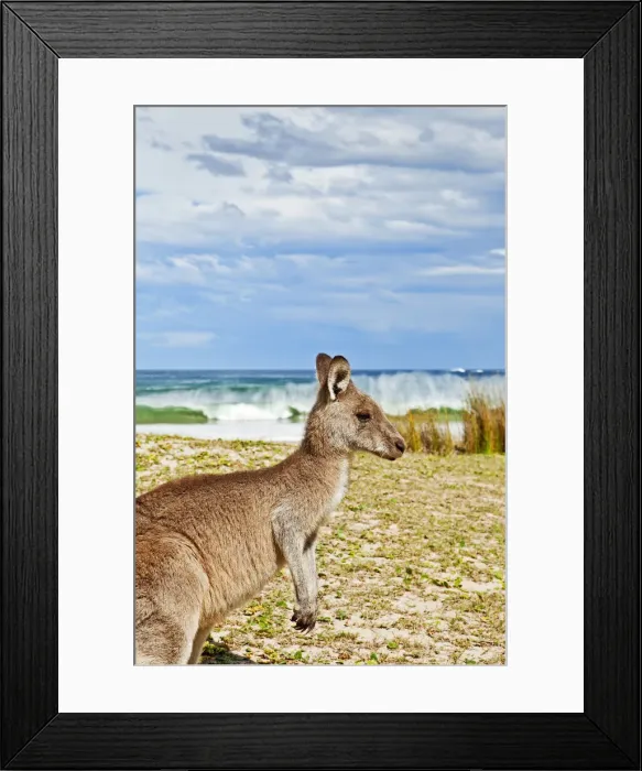 Framed Print : Kangaroo at the beach