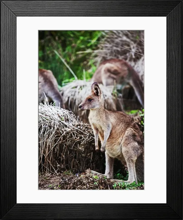 Framed Print : Kangaroo at the beach Framed Print : Kangaroo at the beach