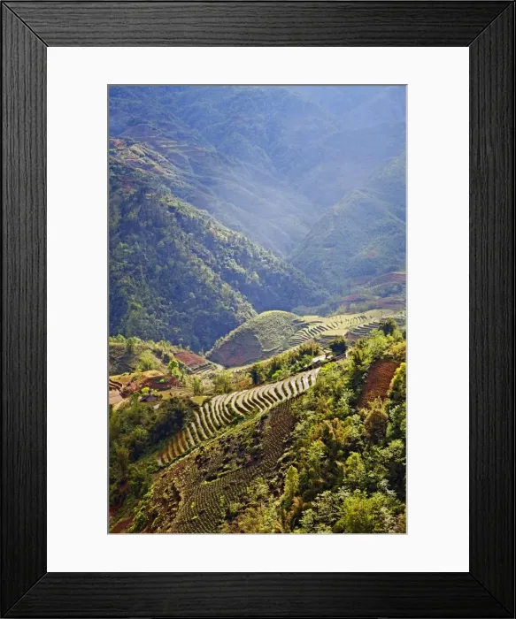 Framed Print : Rice terraces at sundown, Sapa, Vietnam Framed Print : Rice terraces at sundown, Sapa, Vietnam