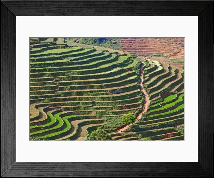 Framed Print : Rice terraces, Sapa, Vietnam Framed Print : Rice terraces, Sapa, Vietnam