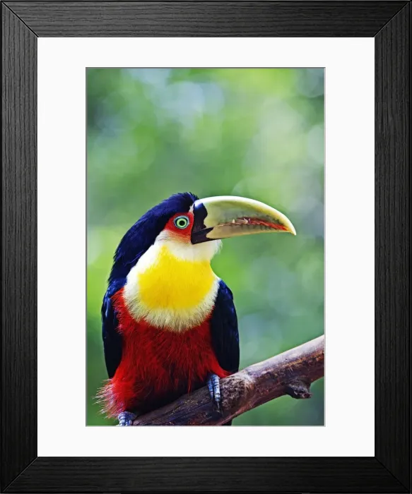 Framed Print : Red Breasted Toucan, Iguacu falls, Brazil Framed Print : Red Breasted Toucan, Iguacu falls, Brazil