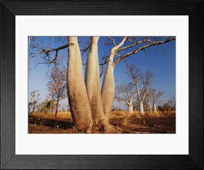 Framed Print : Australia, Western Australia, The Kimberleys, boab trees Framed Print : Australia, Western Australia, The Kimberleys, boab trees