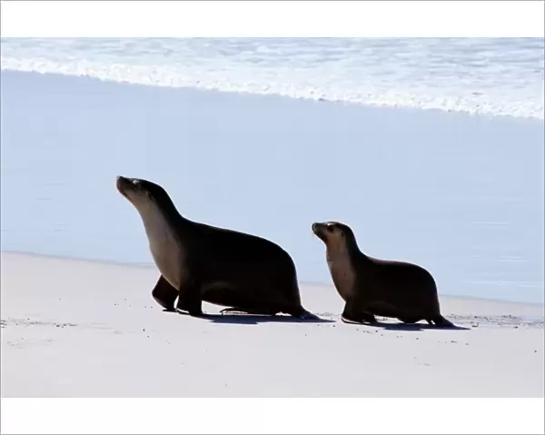 Sealions on Kangaroo Island in South Australia