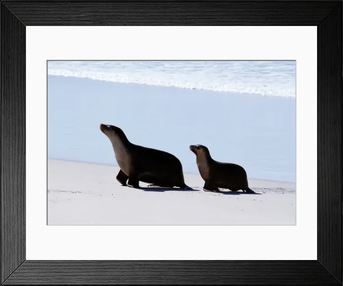 Framed Print : Sealions on Kangaroo Island in South Australia