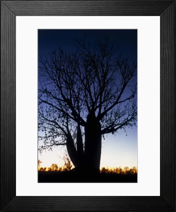Framed Print : Boabab Tree at Sunset Framed Print : Boabab Tree at Sunset