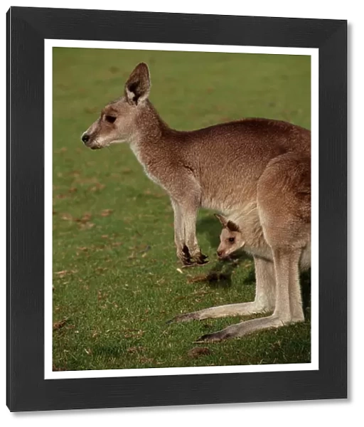 Kangaroo and Joey, Australia