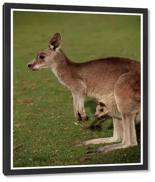 Kangaroo and Joey, Australia