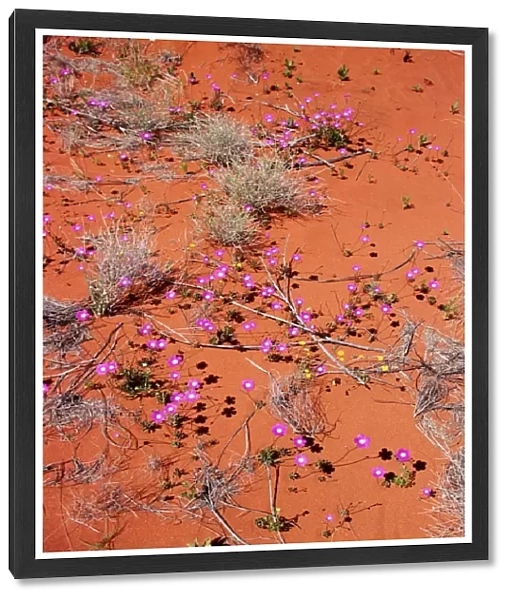 Desert Wild Flowers in Northern Territory, Australia