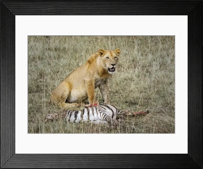 Framed Print : Lion Kill, Masai Mara, Kenya Framed Print : Lion Kill, Masai Mara, Kenya