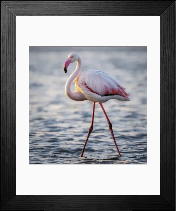 Framed Print : Greater flamingo