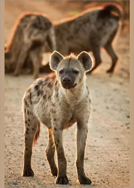 Hyena, Kruger National Park, South Africa