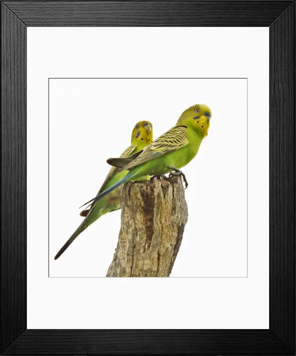 Framed Print : Budgies at the Degrey River Framed Print : Budgies at the Degrey River