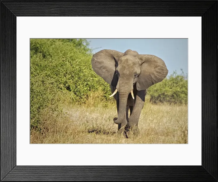 Framed Print : Elephant, Chobe National Park, Botswana