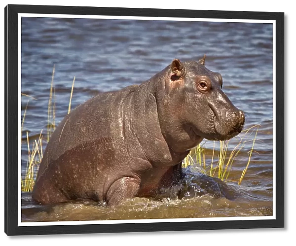 Baby Hippo, Chobe National Park, Botswana
