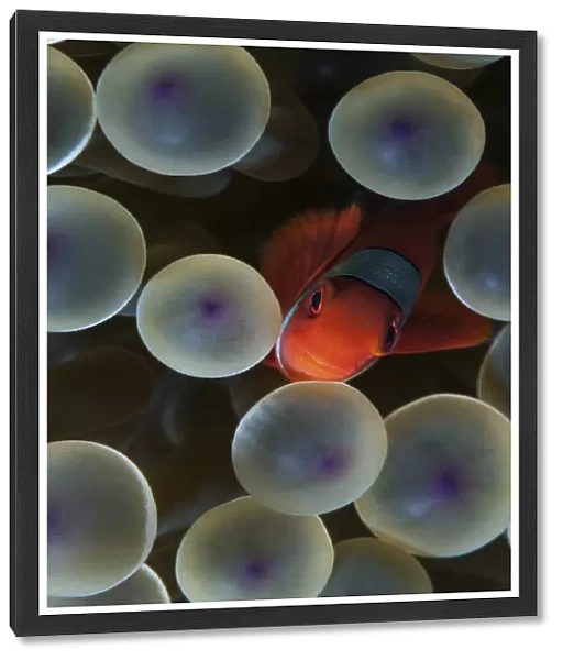 Spine cheeked anemonefish in anemone