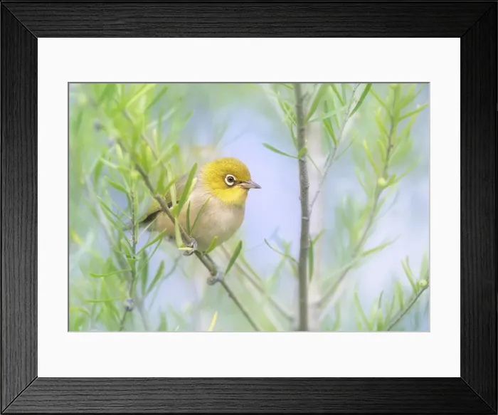 Framed Print : Birds. Australian Views Animals: Birds
