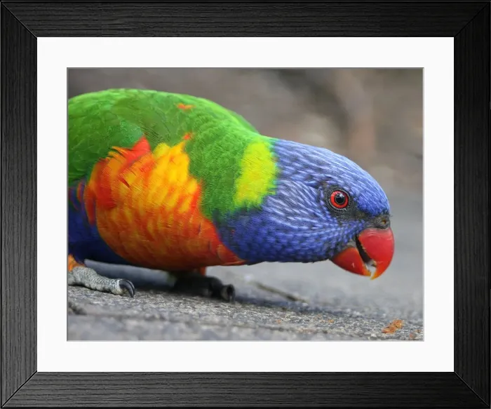 Framed Print : Rainbow parrot