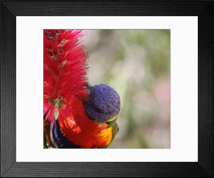 Framed Print : rainbow lorikeet birds Framed Print : rainbow lorikeet birds