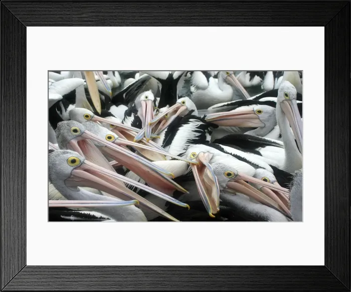 Framed Print : Pelicans fighting Framed Print : Pelicans fighting