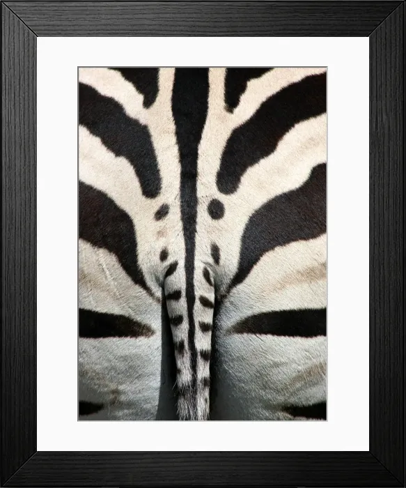 Framed Print : Symmetry. Zebra Dubbo, Central NSW