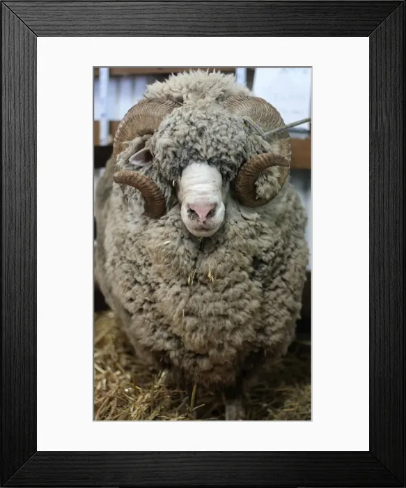 Framed Print : Portrait of Sheep