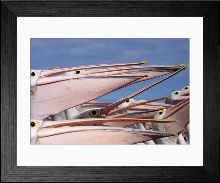 Framed Print : Pelican bird Framed Print : Pelican bird