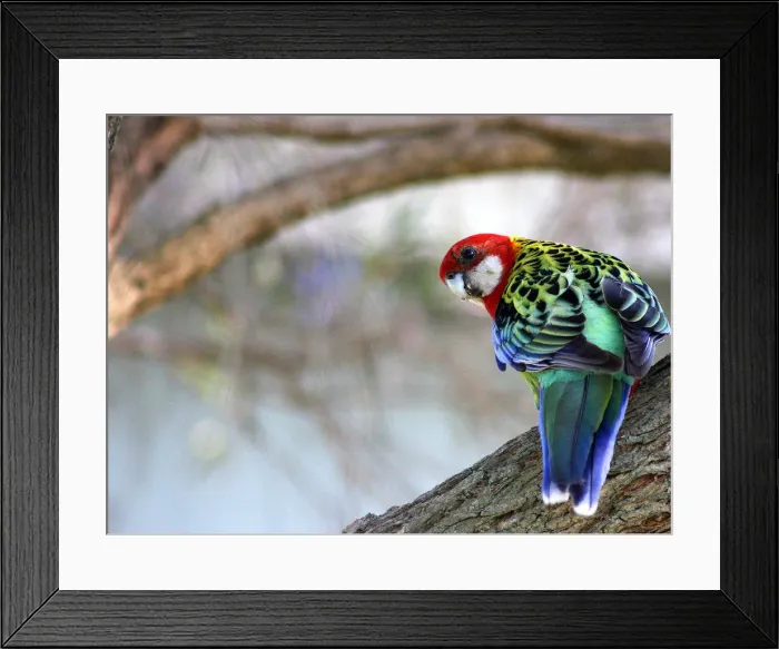 Framed Print : Pretty fella Framed Print : Pretty fella