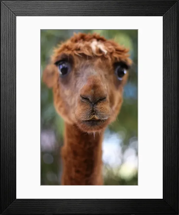 Framed Print : Curly Top. Alpaca at Newcastle Show, Newcastle NSW