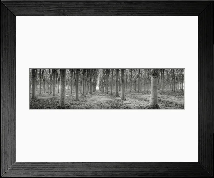 Framed Print : forest Framed Print : forest