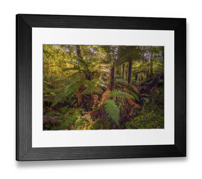Framed Print : Pristine rainforest on the west coastline at Ship Creek, south Island, New Zealand Framed Print : Pristine rainforest on the west coastline at Ship Creek, south Island, New Zealand