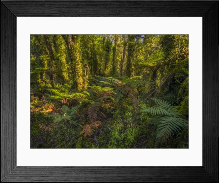 Framed Print : Pristine rainforest on the west coastline at Ship Creek, south Island, New Zealand Framed Print : Pristine rainforest on the west coastline at Ship Creek, south Island, New Zealand
