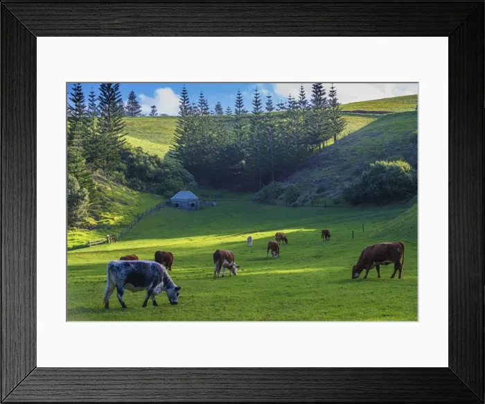 Framed Print : Grazing cattle at Arthurs Vale, Norfolk Island, south pacific ocean