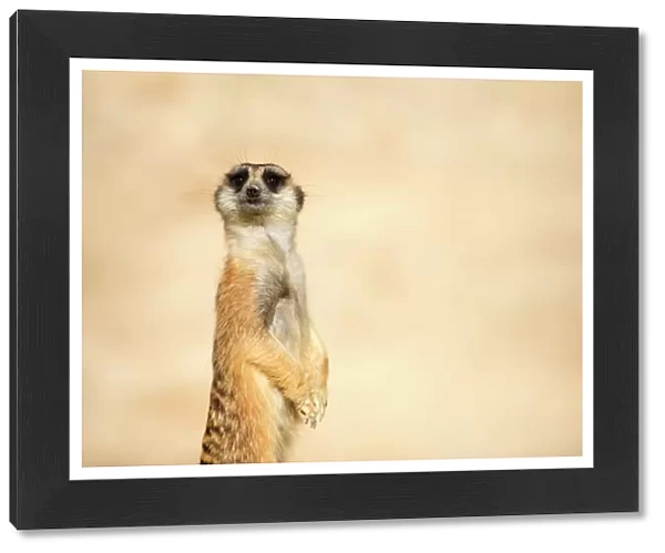 meerkat with desert sand behind it