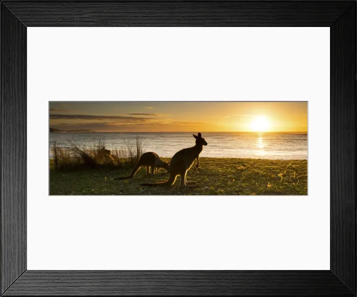 Framed Print : sunrise kangaroo at beach