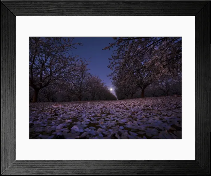 Framed Print : Almond tree under moonlight Framed Print : Almond tree under moonlight