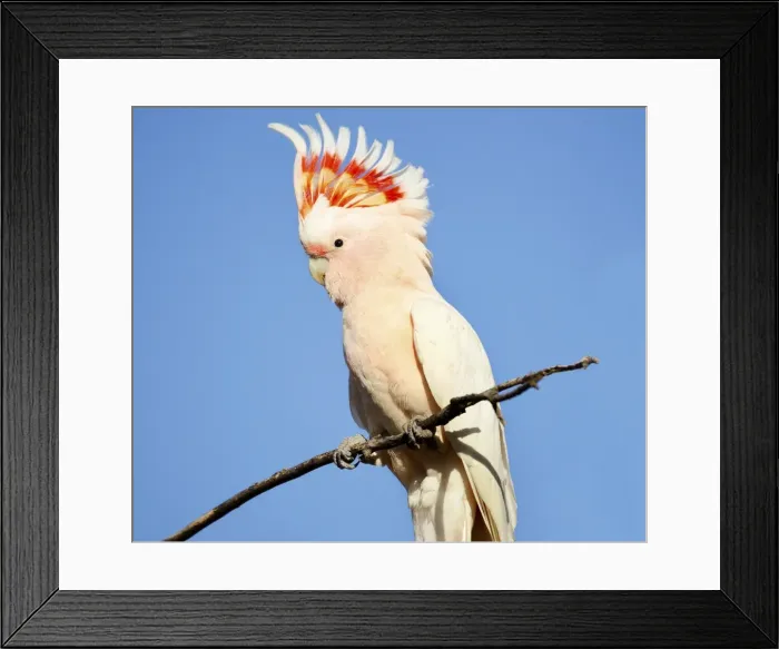 Framed Print : major mitchell cockatoo