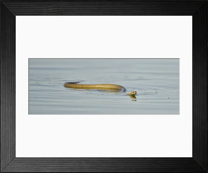 Framed Print : king brown snake Framed Print : king brown snake