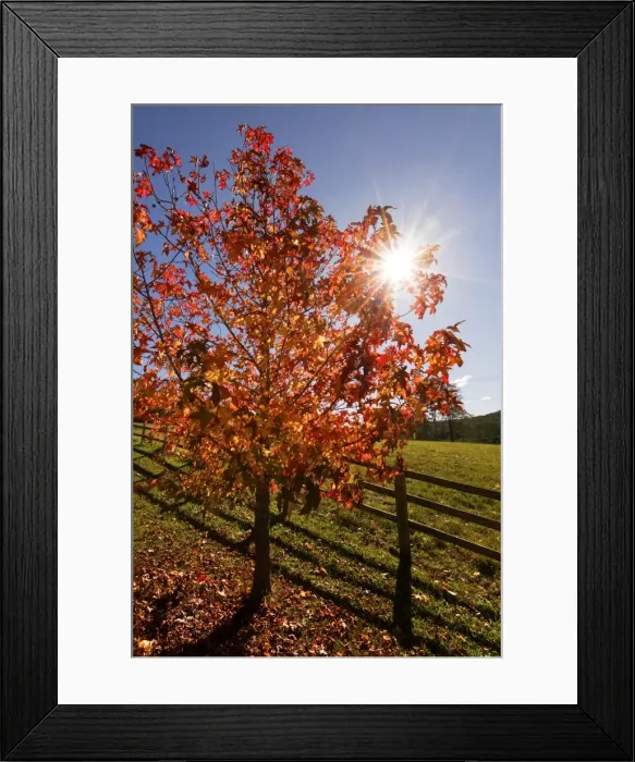 Framed Print : autumn leaves