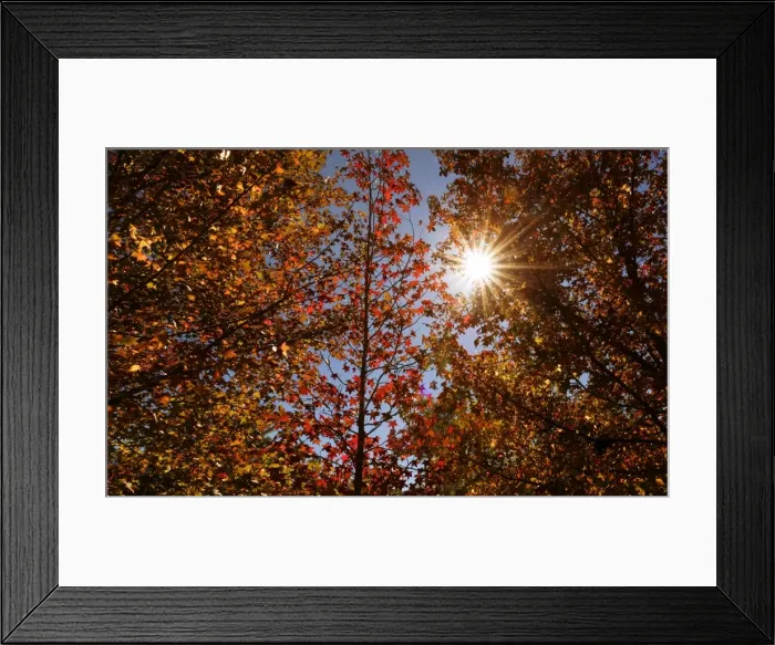 Framed Print : autumn colour leaves with sun star Framed Print : autumn colour leaves with sun star