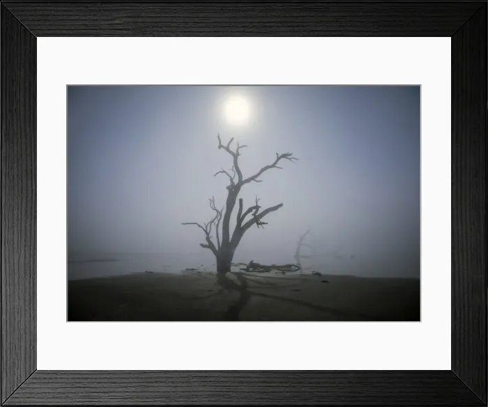 Framed Print : tree in fog with moonlight