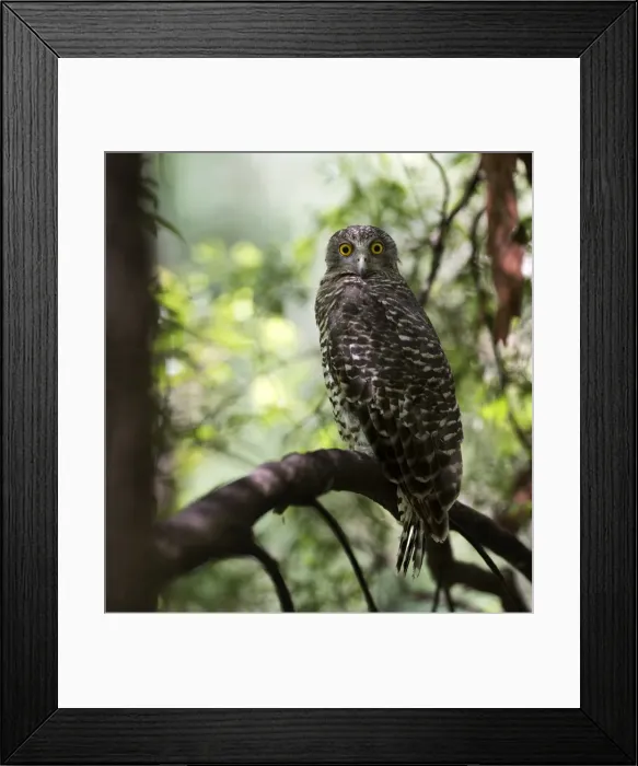 Framed Print : powerful owl roosting on branch in day time Framed Print : powerful owl roosting on branch in day time